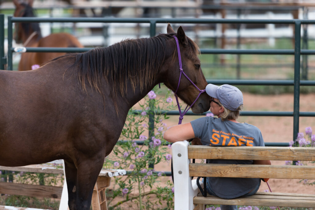 Save the lives of animals in our Nation's shelters