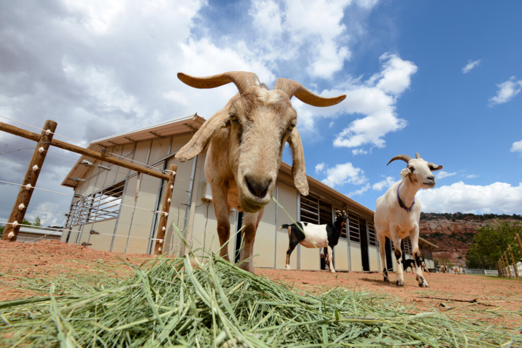 Save the lives of animals in our Nation's shelters