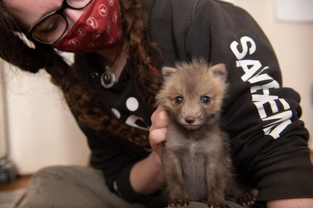 Save the lives of animals in our Nation's shelters