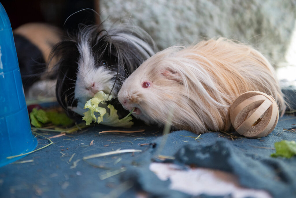 Donate to Best Friends Animal Society Donate to Best Friends Animal Society