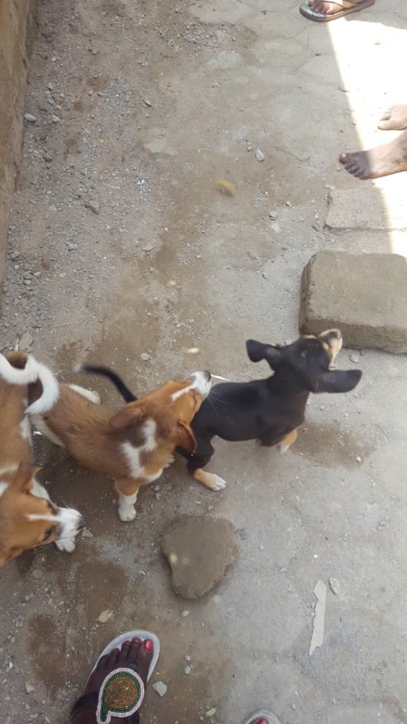 Rescue project for 900 dogs & cats in Accra.