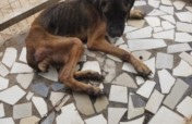 Rescue project for 900 dogs & cats in Accra.