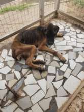 Rescue project for 900 dogs & cats in Accra.