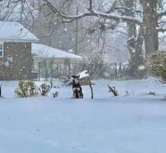Dogs are outside in the freezing cold