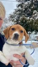 This adorable beagle pup was left outside.