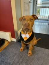 Copper Kirby - adopted