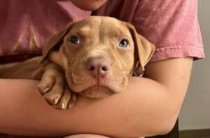 Copper Kirby - at rescue