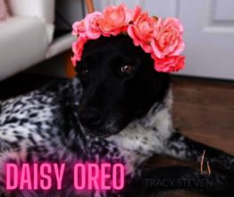 Daisy Oreo