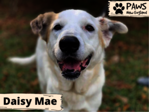 Daisy Mae