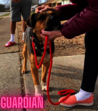 Guardian