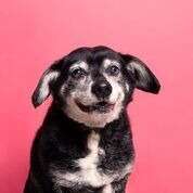 Harlem's shelter picture