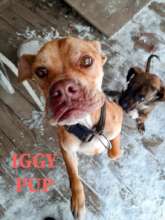 Iggy Pup is emaciated and his feet are frozen
