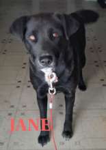 Jane's owner said she would be outside in the cold