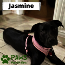 Jasmine