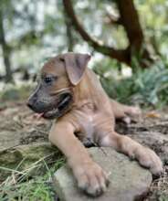 Ramona Kirby - at rescue