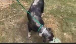 Rora Before Rescue
