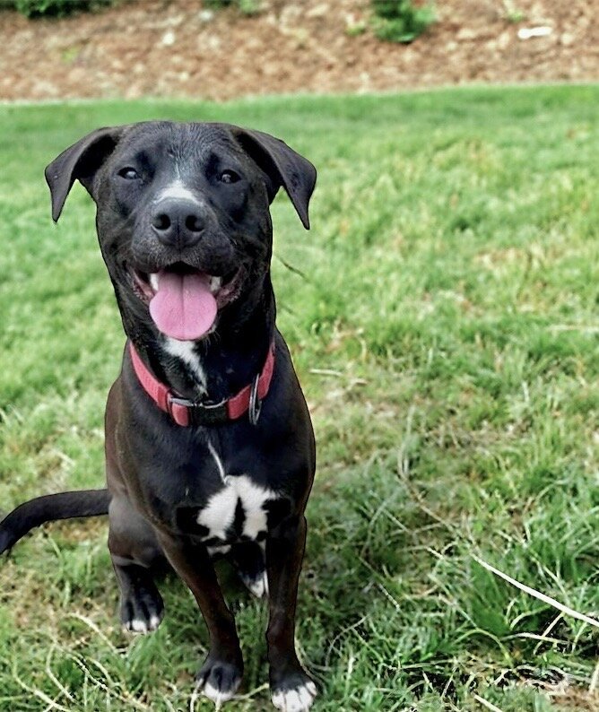 Rescue 80 Second Hand Dogs from the Deep South