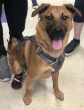 Adopted Zepplin