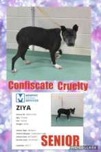 Ziya's yard mate froze to death.