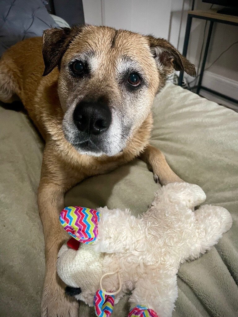 Rescue 80 Second Hand Dogs from the Deep South