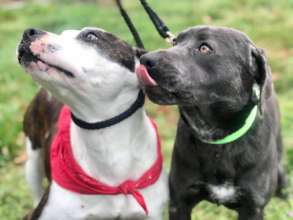 Lyla & Rouge at rescue