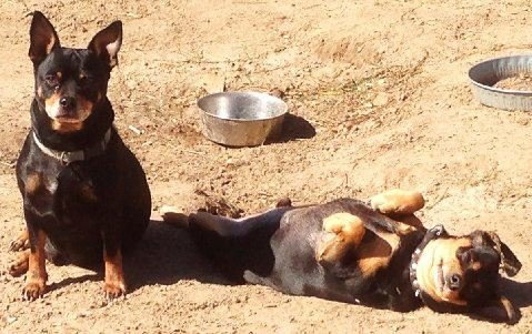 Rescue 80 Second Hand Dogs from the Deep South GlobalGiving