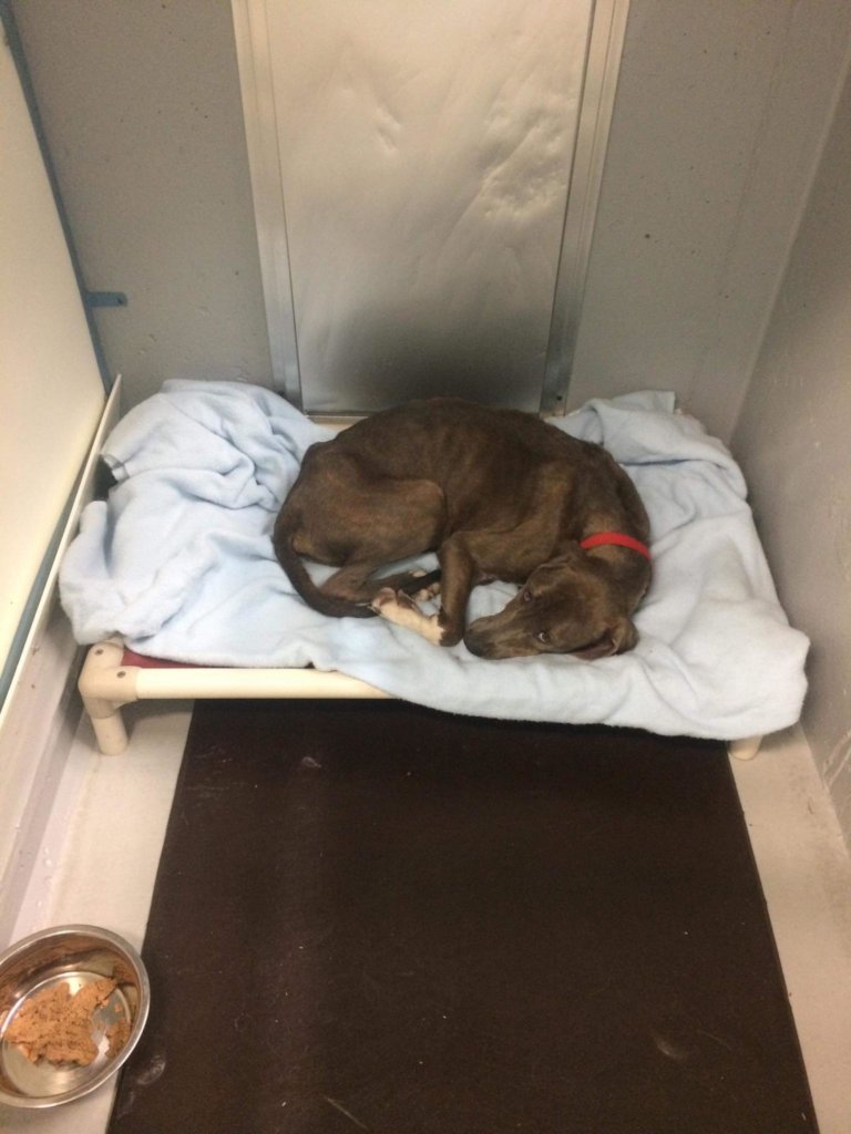 Rescue 80 Second Hand Dogs from the Deep South