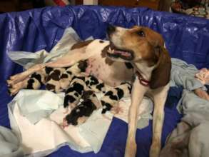 This mama was saved- help us save the next one too