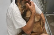 Rescue 80 Second Hand Dogs from the Deep South