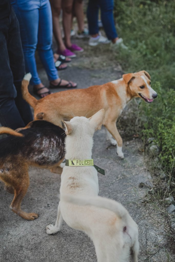 Veterinarian Volunteers Housing
