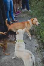 Friendly Dogs of CARE