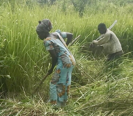 Eveline preparing land