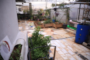 Greenhouse on Manal's Rooftop