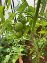 Fresh Tomatoes in Growth