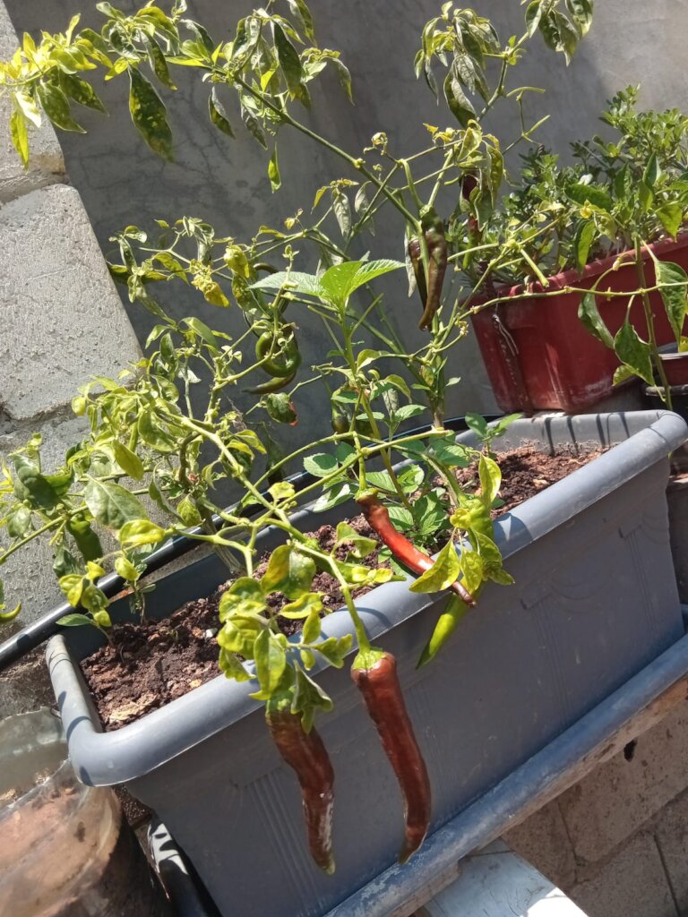 Chili Pot