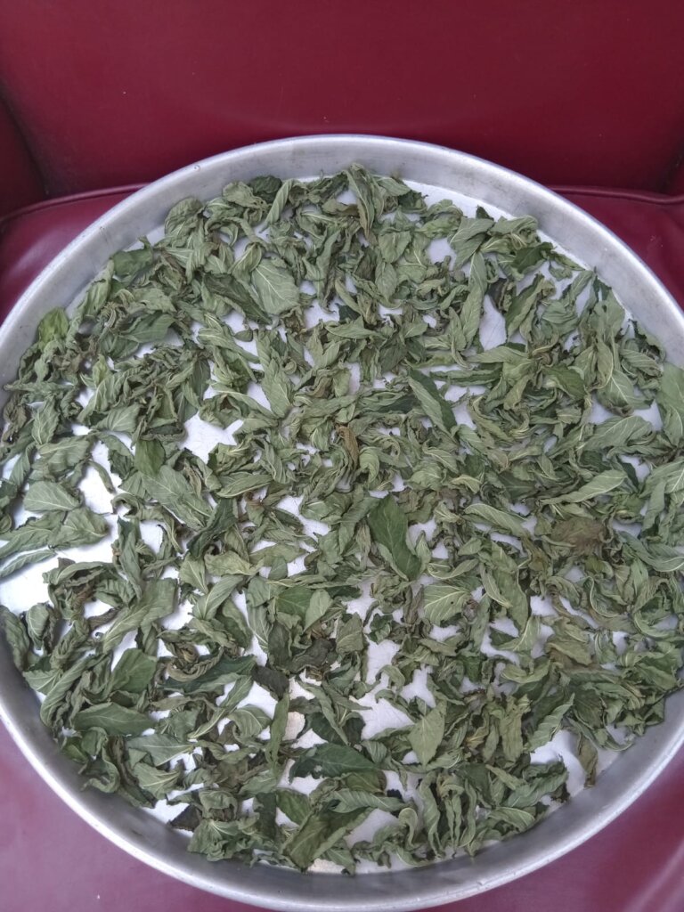 Fresh Greens