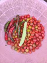 Fresh Produce