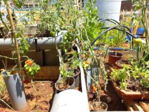 Drip pipe system and tomatoes on a rooftop