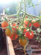 A Fruitful Day on the Rooftop