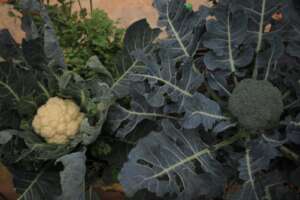 Cauliflower and brocoli on a rooftop
