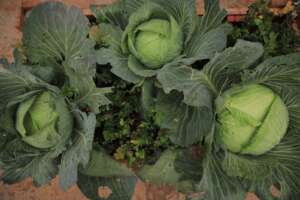 Green cabbages on a rooftop