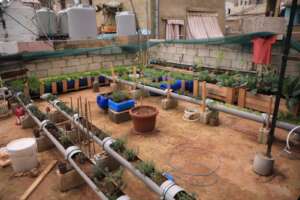 Variety of crops in the urban rooftop farms