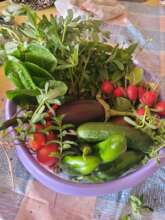 Harvest pictured by a participant