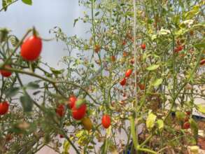 Tomatoes grow faster under greenhouses