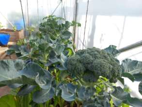 Abdallah's crops in Burj el Barajneh camp