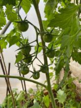 Tomatoes on the Way
