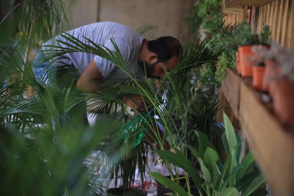 Organic rooftops farm in Palestinian Refugee Camps