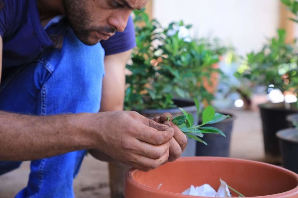 Organic rooftops farm in Palestinian Refugee Camps