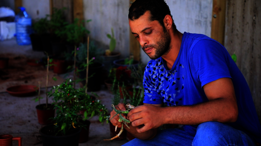 Organic rooftops farm in Palestinian Refugee Camps