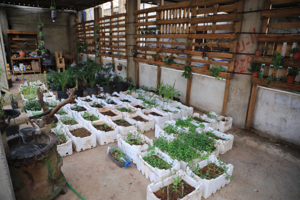 Organic rooftops farm in Palestinian Refugee Camps